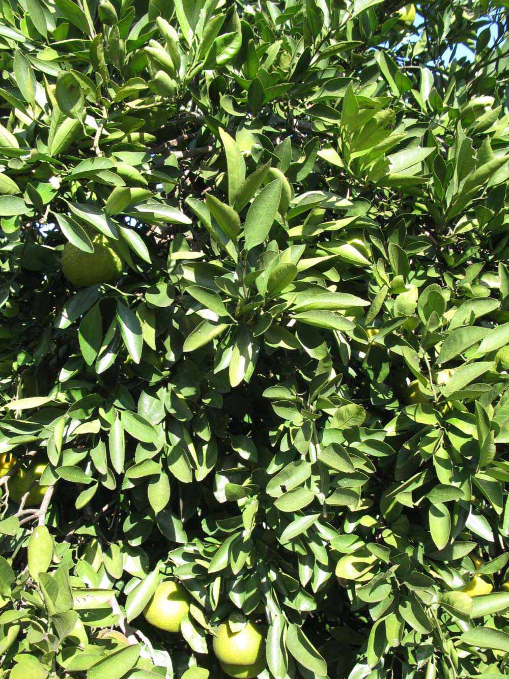            Sun leaves (Winter Haven, FL)   